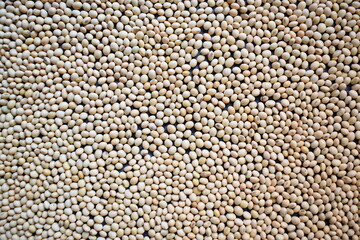 Fototapeta premium Raw whole dry Soybean legume