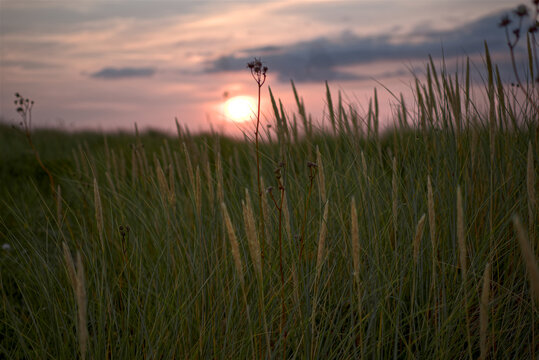 Unsharp Sunset with sharp Grassy Meadow in Foreground