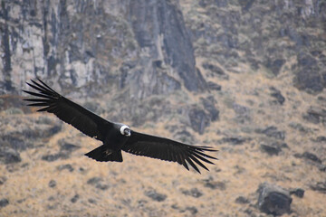 Andean condor