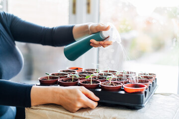 Woman watering, spraying plants sprouts growing from seeds in the small pots at home. Preparing for...