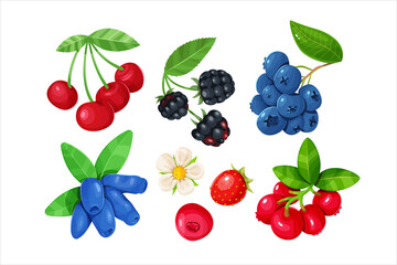 A set of various juicy berries isolated on a white background. Cherries, blackberries, blueberries, honeysuckle, strawberries and cranberry.