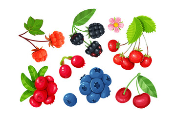 A set of various juicy berries isolated on a white background. Cherries, blackberries, blueberries, strawberries, cloudberry and lingonberries.
