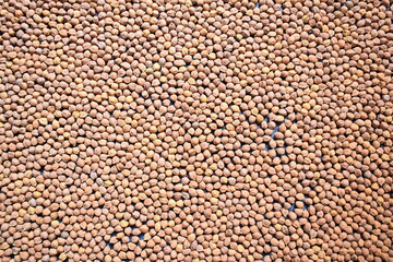 Raw whole dried brown chickpeas