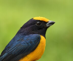 Thick-billed euphonia