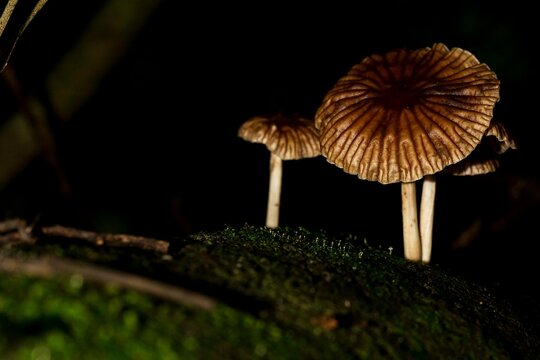 Cogumelos ‘mágicos’ podem ajudar a combater depressão.