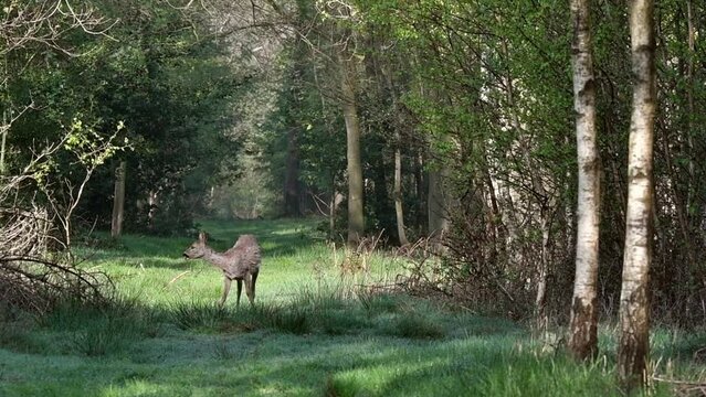 European roe deer (Capreolus capreolus) young female / doe grazing grass in fire lane in deciduous forest
