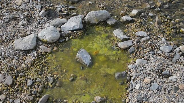 Green algae spread pollution in puddle lake water and stones