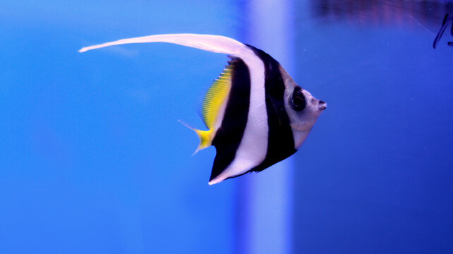 Angel fish long taile aquarium silver fish