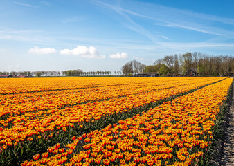 Large field with yellow-red flamed flowering tulips. The photo was taken on a sunny spring day on...
