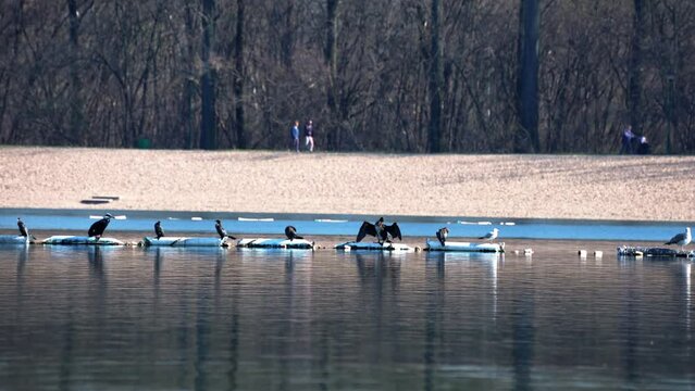 the birds outside are drying their wet feathers in the sun on the lake