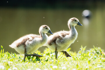 Zwei Nilgans-Küken laufen nebeneinander über eine grüne Wiese