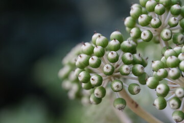Extreme close up of round small green fruits of Fatsia japonica plant. Macro of fatsi fruit