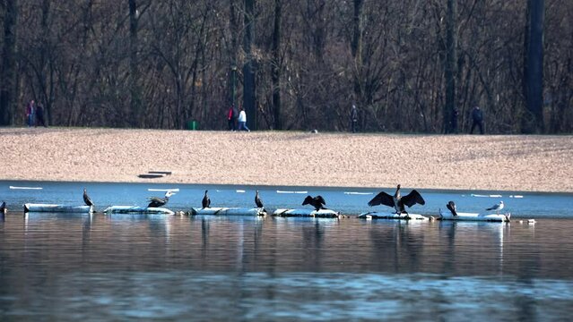 scuba divers stand in the sun and dry their wet feathers outside on the lake while waiting to catch fish