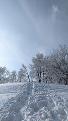 Fototapeta premium snow covered trees