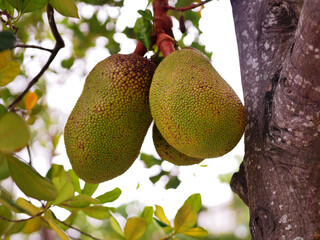 Closeup shot of an exotic jackfruit hanging from the tree branch in Malaysia