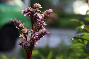 Selective focus of a beautiful Daphne flower shrub in a garden with a blurred background