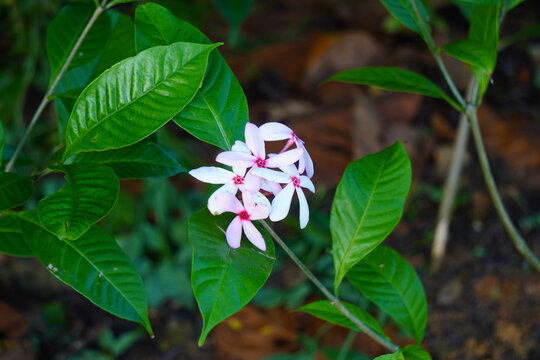 Closeup shot of kopsia flowers with bright green leaves in a garden