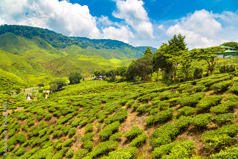 Wall mural Beautiful Tea plantations