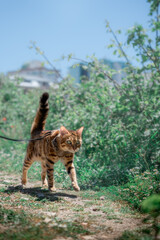Obraz na płótnie Canvas Red cat walks along the path on a leash.