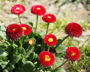 red flowers. the burgundy variety of daisies grows steadily. side view
