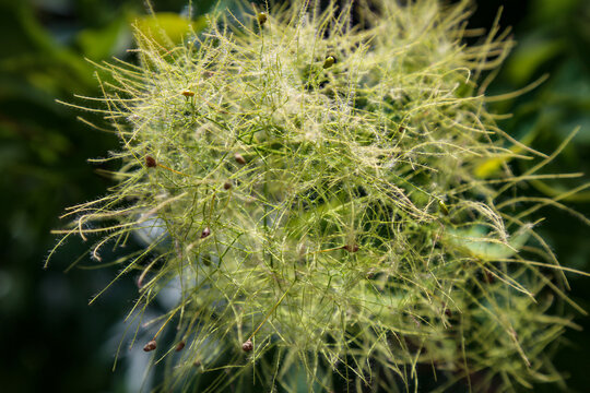 Detail of a Eurasian smoketree in the blurred natural background