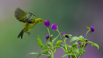 White-eyed bird feeding on the nectar of purple flowers on a blurred green background