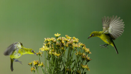 White-eyed birds feeding on the nectar of a yellow flower on a blurred green background © Esjete/Wirestock Creators