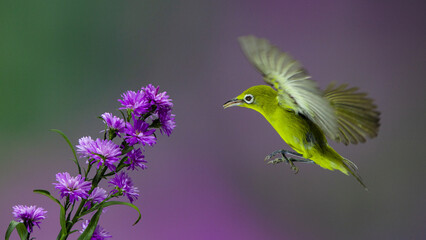 White-eyed bird feeding on the nectar of a purple flower on a blurred purple background © Esjete/Wirestock Creators