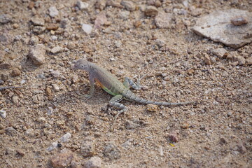 Lizard on rocky soil in Big Bend National Park