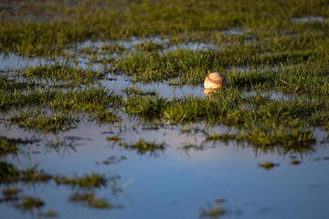 Baseball ball on a wet grass