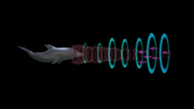 Dolphin emitting sonar , echolocation signals. Cetacean sends signals , sound waves through water. Sending , transmitting echolocation .3d animation render
