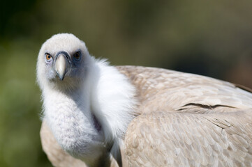 Closeup shot of an griffon vulture in the zoo in Madrid, Spain