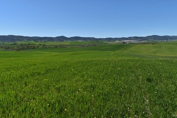 Fototapeta premium Green cultivated hills in the Tuscan countryside, panorama near Santa Luce with cloudless blue sky