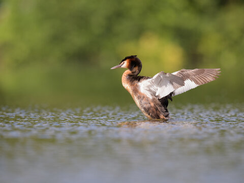 Selective focusing shot of a Great grebe bird in a lake spreading its wings on a sunny day