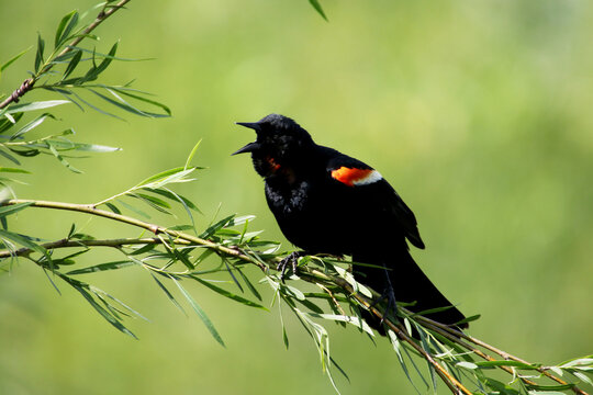 Red Winged Blackbird