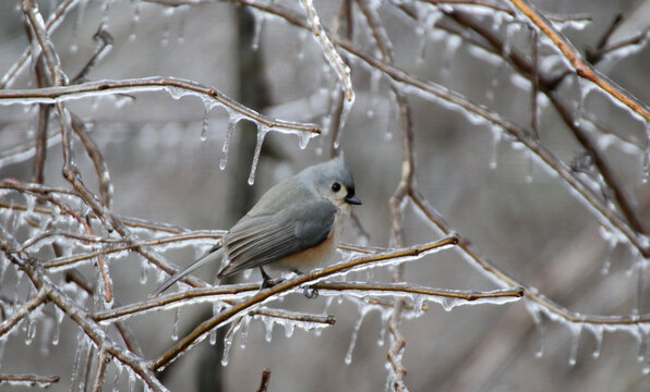 Tufted Titmouse
