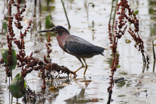 Green heron