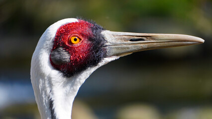 Portrait of a white crane (Antigone vipio)