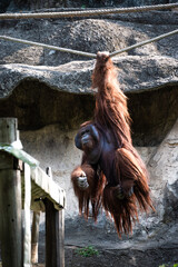 Closeup of an Orangutan hanging on a rope