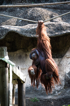 Closeup Of An Orangutan Hanging On A Rope