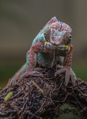 Vertical closeup shot of a chameleon on a blurred background