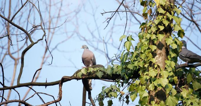 two wild pigeons in nature stand on a tree branch