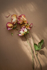 Dry, withered roses