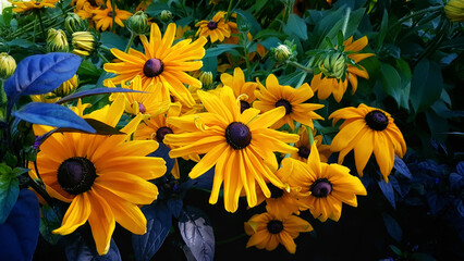 Close-up of coneflowers in Shakespeare Garden of Vancouver, Canada