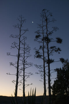 Low angle shot of aloe plants and tall trees during summer sunrise