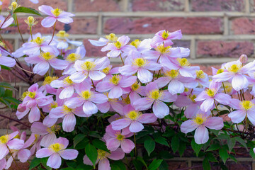 Selective focus of white pink flower Anemone clematis climbing on the bricks wall in the garden,...