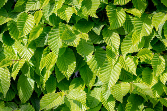Selective focus of Ulmus pumila celer leaves, European hornbeam or carpinus betulus in the garden, Small leafed plant which forms a dense hedge, Green leaf pattern with sunlight, Nature background.