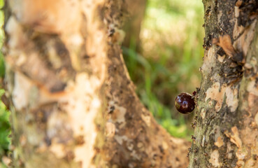 Jabuticaba (Myrciaria cauliflora, Plinia peruviana,  Brazilian grapetree, jaboticaba)