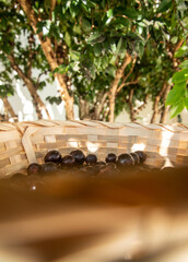 Jabuticaba (Myrciaria cauliflora, Plinia peruviana,  Brazilian grapetree, jaboticaba)