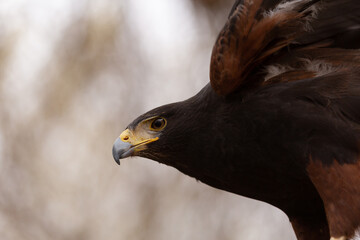 A close up portrait of a Harris Hawk in natural lighting showing the head shoulders and legs with the wings open